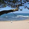 Spiaggia sabbiosa con mare e albero in primo piano.