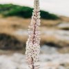 Fiore lungo e sottile in un paesaggio erboso.